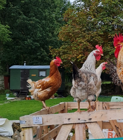 Photograph of three chickens sat on a bench in front of the shepherds rest hut
